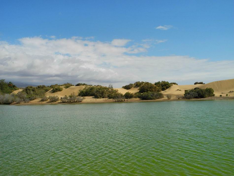 la charca de maspalomas